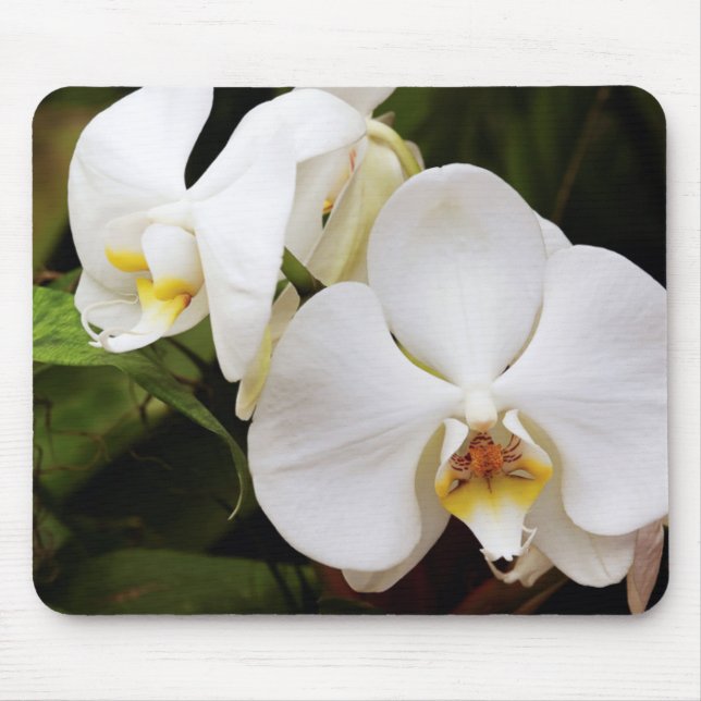 Vit månorkidé (Phalaenopsis Aphrodite) Musmatta (Framsidan)