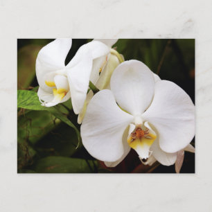 Vit månorkidé (Phalaenopsis Aphrodite) Vykort