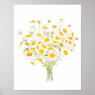 vit Margaret daisy vattencolor och bläck bouquet Poster
