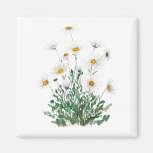 vit Margaret-daisy, vattenfärg Magnet