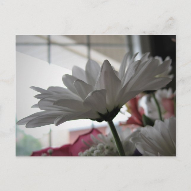 Vit Margdöd Original Blommig Fotografi Vykort (Framsida)