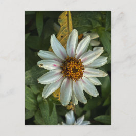 Vit Marguerit med Rosa Accenter Närbild Vykort