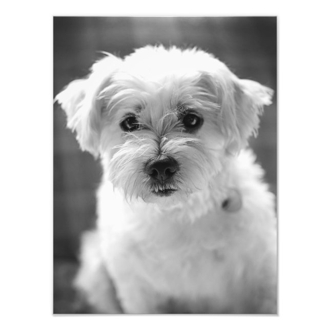 Vit marionett Hund - Bra God morgon! Fototryck (Framsidan)