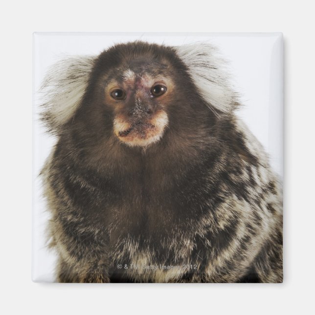 Vit marmoset på gren, nära, studio magnet (Framsidan)