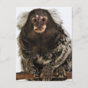Vit marmoset på gren, nära, studio vykort