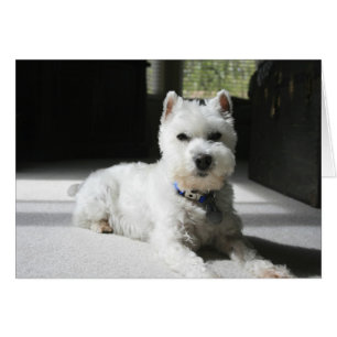 Vit miniatyr Schnauzer, tomt kort