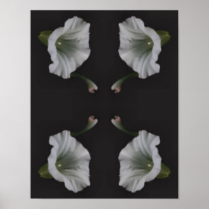 Vit morgon Glory Flower Close Up Abstrakt Poster