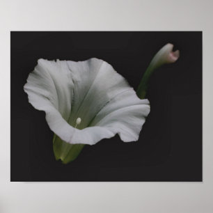 Vit morgon Glory Flower Close Up Poster