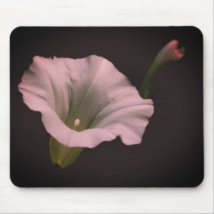 Vit morgon Glory Flower Musmatta
