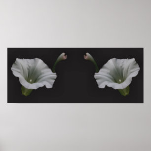 Vit morgon Glory Flower Spegel Abstrakt Poster