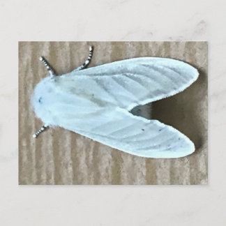 Vit Moth Bug  Vykort