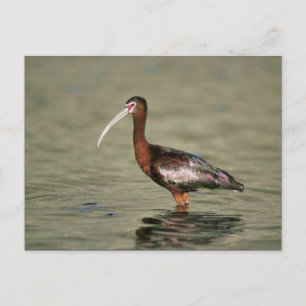 Vit näsa ibis vykort