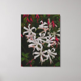 Vit Nerine Blommor Canvastryck