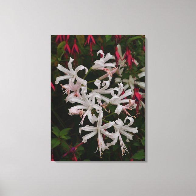 Vit Nerine Blommor Canvastryck (Framsida)