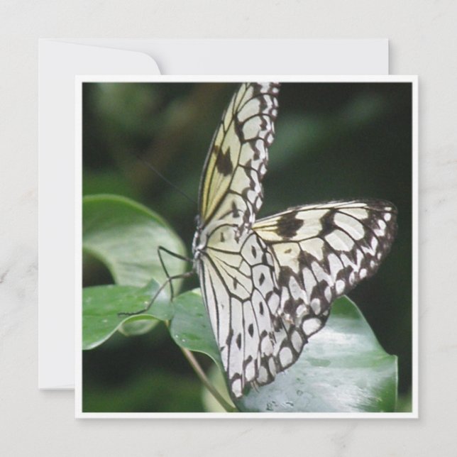 Vit och bevingad fjärilsinbjudan för svart inbjudningar (Framsida)