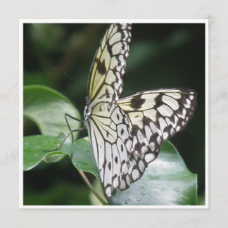 Vit och bevingad fjärilsinbjudan för svart inbjudningar