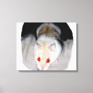 Vit och blond albino hamster bild