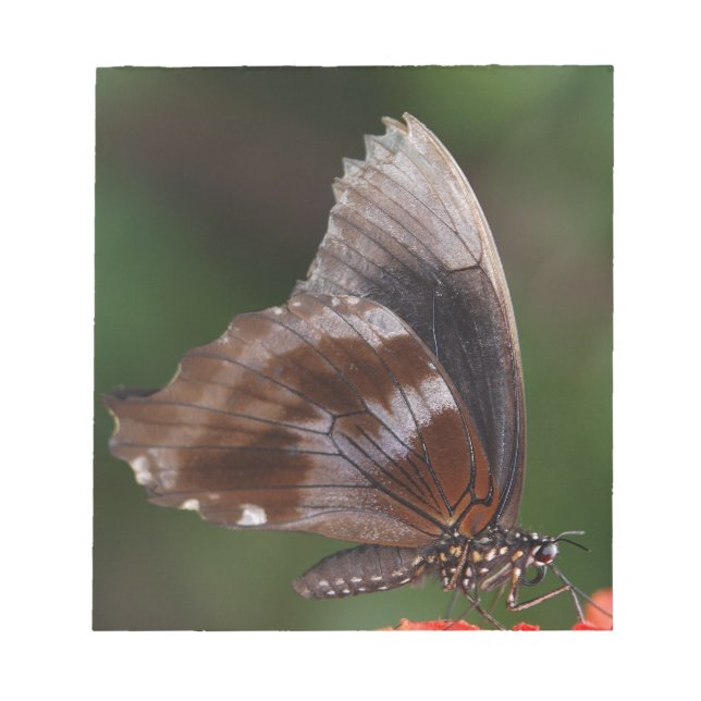 Vit och brun fjäril på Red Flower Anteckningsblock (Framsida)