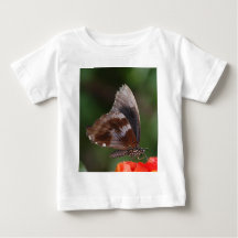 Vit och brun fjäril på röd blomma