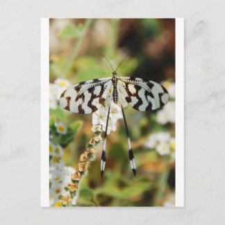 Vit och choklad Brun Fantail Butterfly Vykort