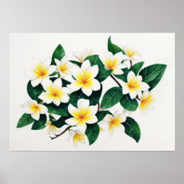 Vit och gul frangipani akvarellblomma poster