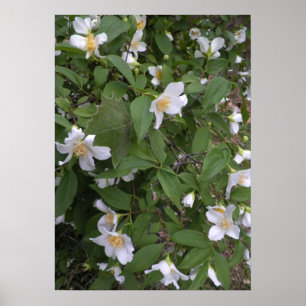 Vit- och Gula blommor-foto Poster