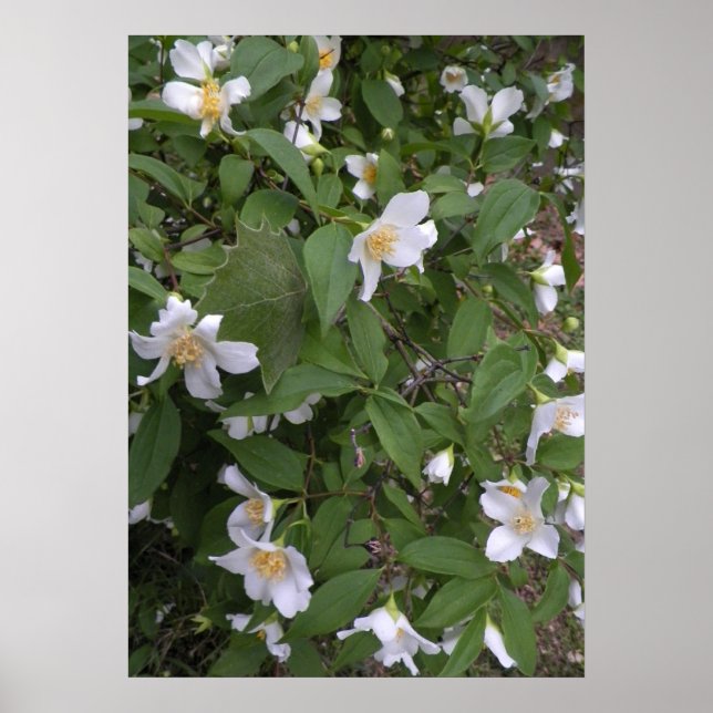 Vit- och Gula blommor-foto Poster (Framsidan)