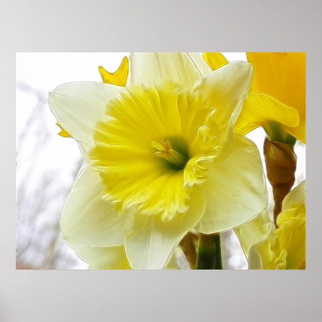 Vit och Gult Daffodil Poster (Framsidan)
