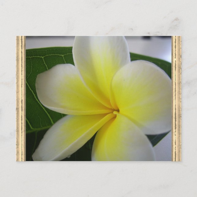 Vit och Gult Frangipani Flower Vykort (Framsida)