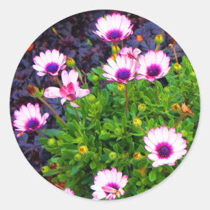 Vit och Lila afrikansk Daisy #1 Stickers Runt Klistermärke