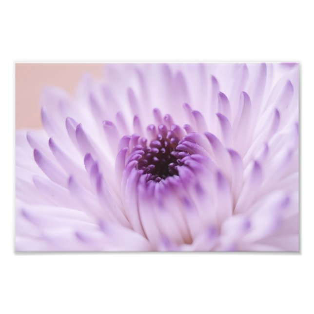 Vit och Lila Flower Fototryck (Framsidan)