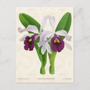 Vit och Lila Laelia Orchid Vintage Botaniska Vykort