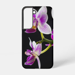 Vit och lila orchid