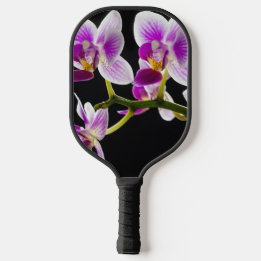 Vit och lila orchid