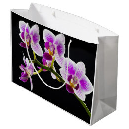 Vit och lila orchid