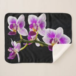 Vit och lila orchid