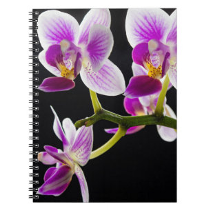 Vit och lila orchid anteckningsbok