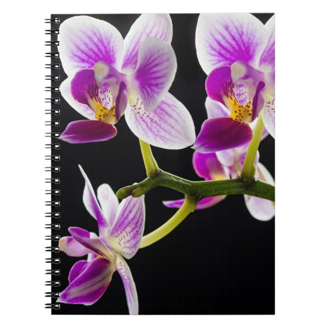 Vit och lila orchid anteckningsbok (Framsidan)