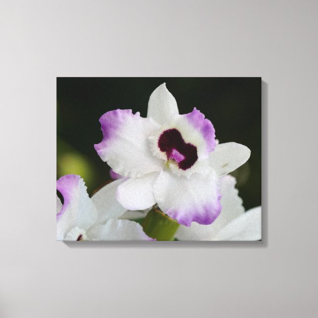 Vit och Lila Orchid Canvastryck (Framsida)