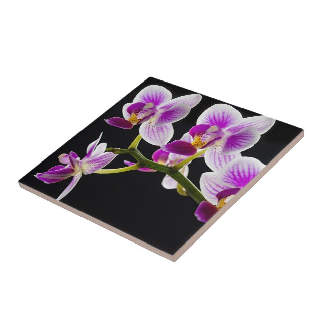 Vit och lila orchid kakelplatta (Sidan)