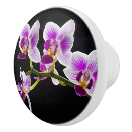 Vit och lila orchid knopp