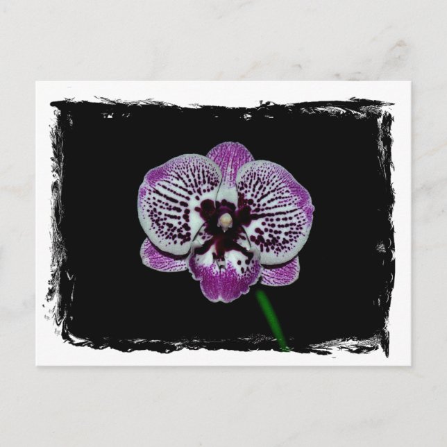 Vit och Lila Orchid Vykort (Framsida)