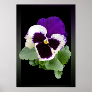 vit och lila poster