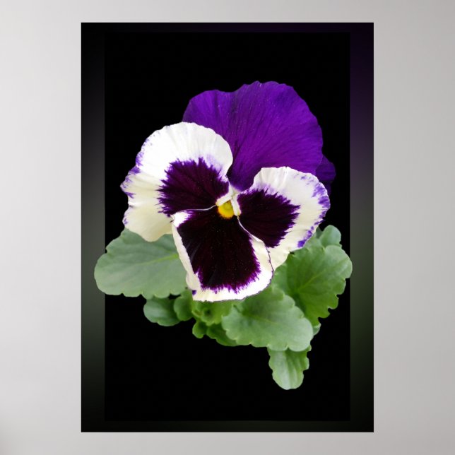 vit och lila poster (Framsidan)