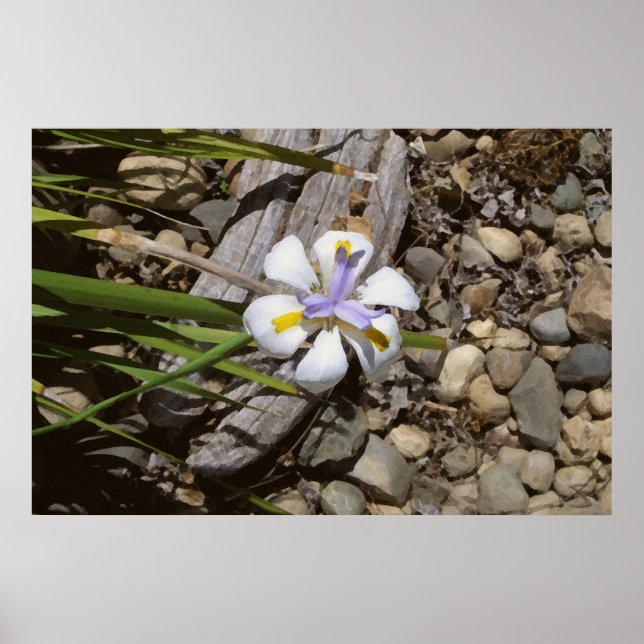 Vit och Lila Poster (Framsidan)
