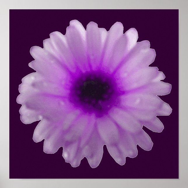 Vit och lila sammetblomma-affisch poster (Framsidan)