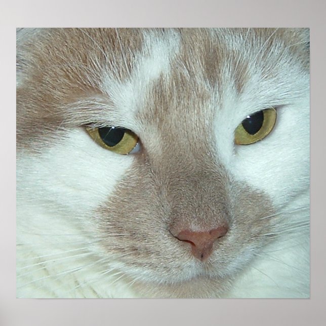 Vit och Orange Tabby Poster (Framsidan)