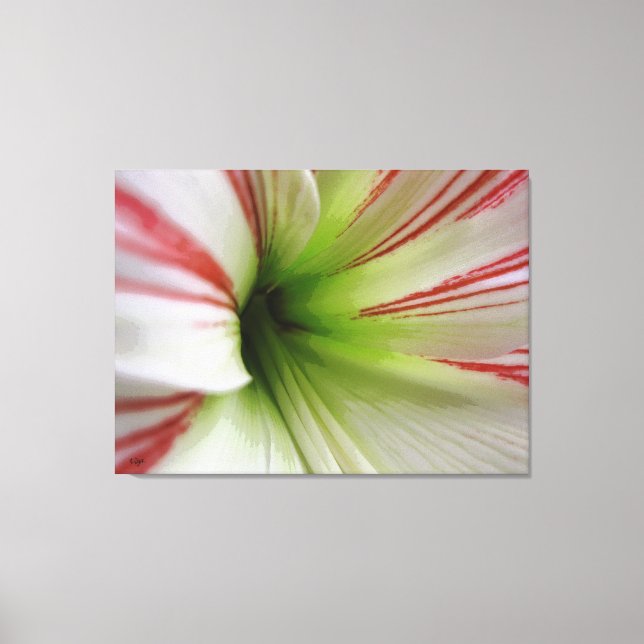 Vit och röd Amaryllis Flower Art Canvastryck (Framsida)