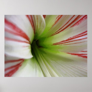 Vit och röd Amaryllisblommakonst Poster