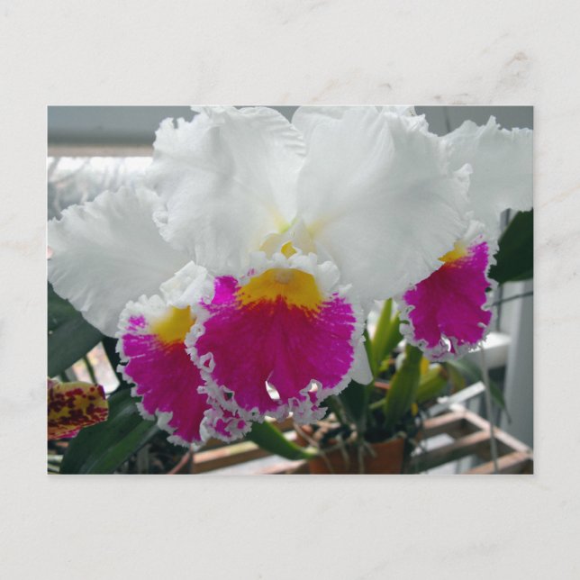Vit och Rosa Bearded Iris Vykort (Framsida)
